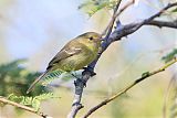 Flat-billed Vireo